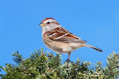 American Tree Sparrow clipart