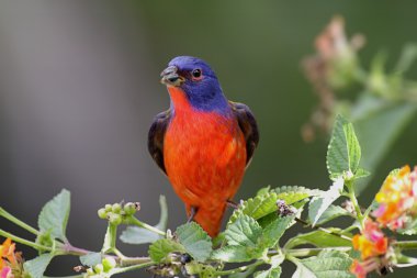 Boyalı kiraz kuşu (Passerina ciris)