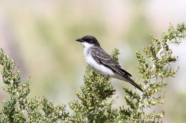 Eastern Kingbird (Tyrannus) clipart