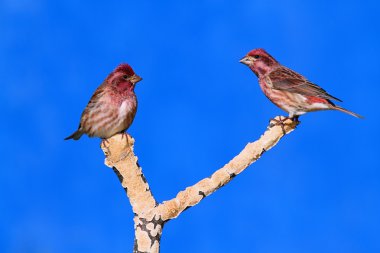 Mor Finches (Carpodacus purpureus)