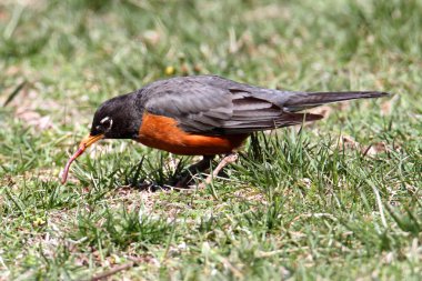 Amerikalı Robin (turdus migratorius)