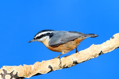 Red-breasted Nuthatch On A Branch clipart