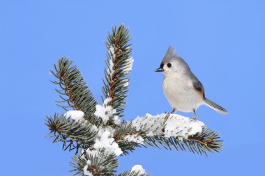 Bird On A Spruce Tree With Snow clipart