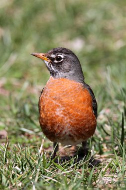 Amerikalı Robin (turdus migratorius)