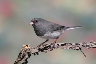 Junco dal