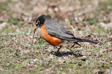 Amerikalı Robin (turdus migratorius)