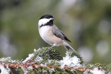 Chickadee on a branch with snow clipart