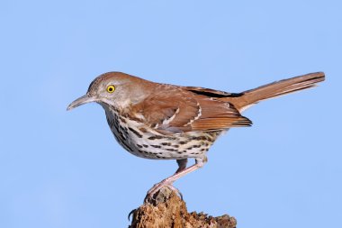 Brown Thrasher (Toxostoma rufum) clipart