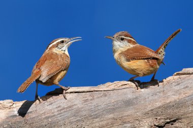 Carolina Wrens On A Branch clipart