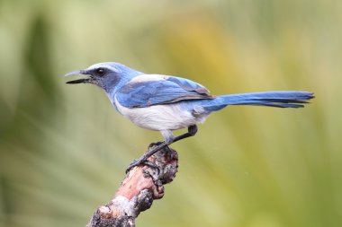 nesli tükenmekte olan florida scrub-jay