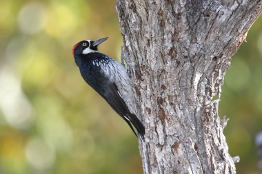 Meşe palamudu ağaçkakan (Melanerpes formicivorus)