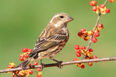 Mor Finch (Carpodacus purpureus)