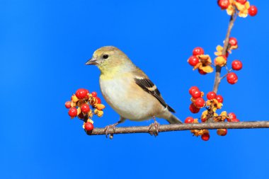 Amerikan Saka kuşu (Carduelis tristis)