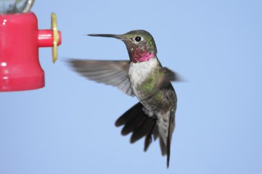 Broad-tailed Hummingbird (Selasphorus platycercus) clipart