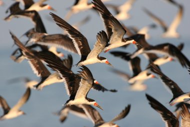 Flock of Black Skimmers in flight clipart