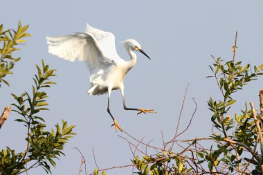 Karlı Akbalıkçıl (egretta thula)