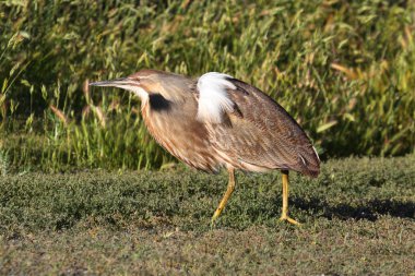 American Bittern (Botaurus lentiginosus) clipart