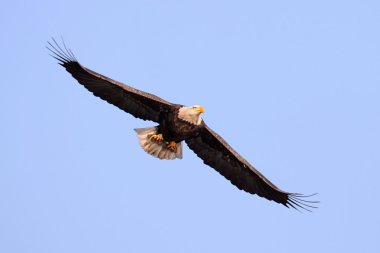 Bald Eagle (haliaeetus leucocephalus) clipart