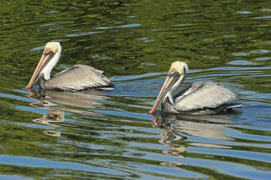 Kahverengi Pelikan (Pelecanus occidentalis)