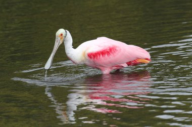 pembe kaşıkçı avcılık su