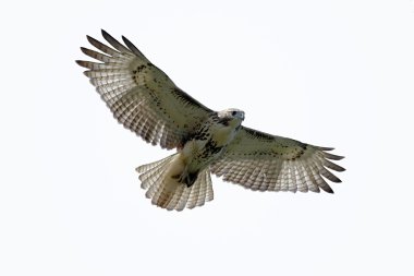 Red-tailed Hawk Isolated clipart