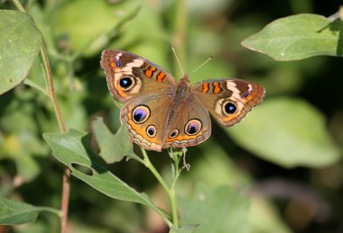 ortak buckeye kelebek