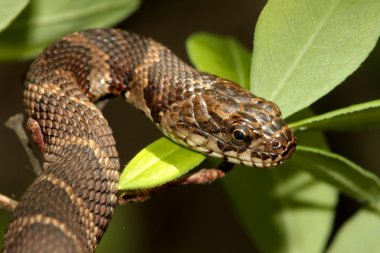 Northern Water Snake (nerodia sipedon) clipart