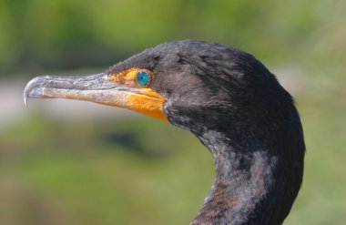 Çift tepeli Karabatak (phalacrocorax auritus))