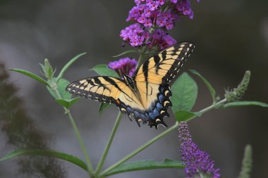 Kaplan Swallowtail kelebek (Papilio glaucas)