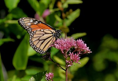 Kral Kelebeği (danaus plexippus))