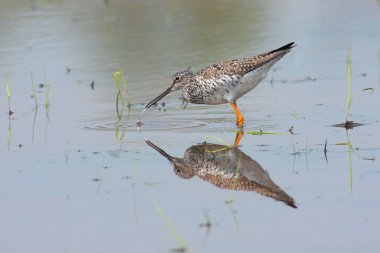 Greater Yellowlegs Reflections clipart