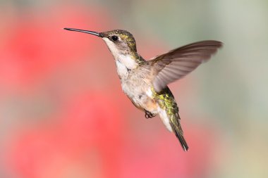 Ruby-throated Hummingbird In Flight clipart