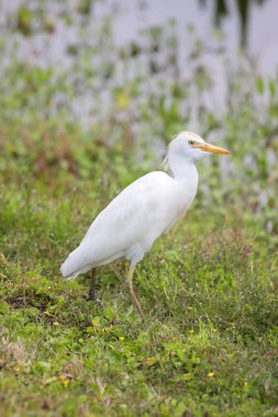 Egret Sığırı (Bubulcus ibis)