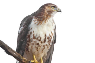 Red-tailed Hawk Isolated clipart