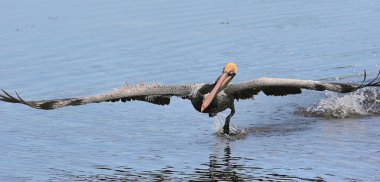 Kahverengi Pelikan (Pelecanus occidentalis)