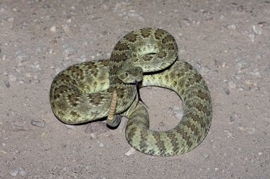 Mojave Rattlesnake - Crotalus scutulatus clipart