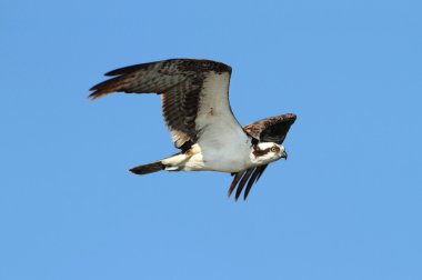 Osprey (pandion haliaetus) clipart