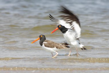 Amerikan istiridye yakalayıcısı (haematopus palliatus)