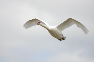 Uçuşta kuğu (Cygnus rengi) kapatmak