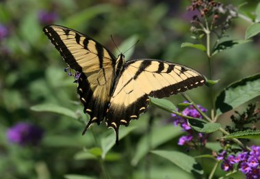 Kaplan Swallowtail kelebek (Papilio glaucas)