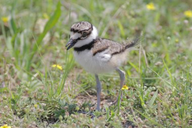 Baby Killdeer (Charadrius vociferus) clipart