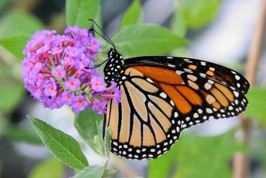 Kral Kelebeği (danaus plexippus))