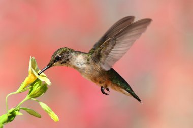 Ruby-throated Hummingbird In Flight clipart