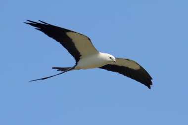 Swallow-tailed Kite clipart