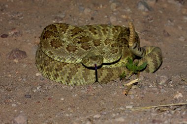 Mojave Rattlesnake - Crotalus scutulatus clipart