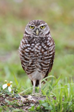 Kazan Baykuş (athene cunicularia)