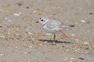 Nesli tükenmekte olan Boru hattların başka şekilli yağmurcunu (Charadrius melodus)