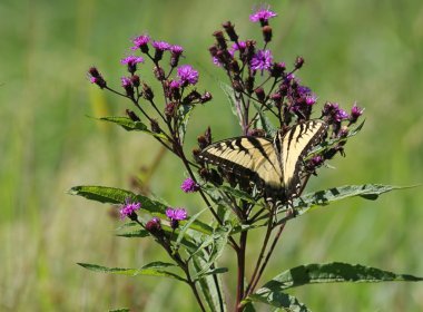 Kaplan Swallowtail kelebek (Papilio glaucas)