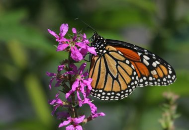 Kral Kelebeği (danaus plexippus))