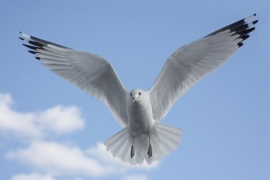 Ring-billed martı